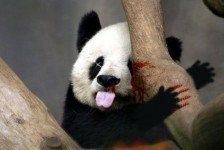 中国的国宝，哎，无语了