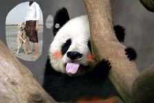 中国的国宝，哎，无语了