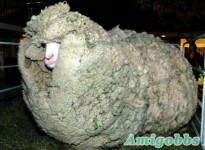 綿羊為逃避剪毛竟躲藏6年