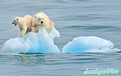 北極熊母子困浮冰　天地不聞