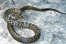 2米大蛇連續兩晚 鑽入農村婦被窩