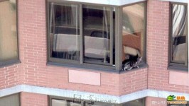 神奇小貓從26樓一躍而下…竟像沒事一樣??