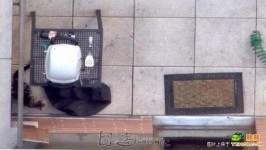 神奇小貓從26樓一躍而下…竟像沒事一樣??