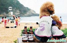幸福「狗男女」拍婚紗照