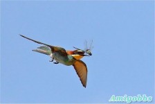 不容易拍到的動物瞬間[35P]