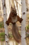 不容易拍到的動物瞬間[35P]