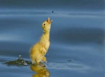 不容易拍到的動物瞬間[35P]