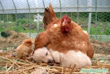 不容易拍到的動物瞬間[35P]
