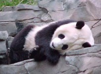 偷拍到的动物囧人睡势