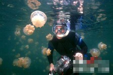 无毒水母：美丽奇异的帕劳水母湖(组图)(1)