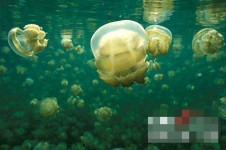 无毒水母：美丽奇异的帕劳水母湖(组图)(1)