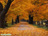 Autumn Scene Wallpapers  1