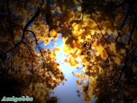 Autumn Scene Wallpapers  1