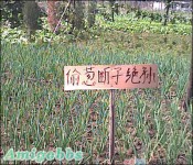 〖脑残〗暴强图片