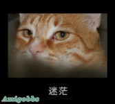 狗+貓30種表情