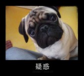 狗+貓30種表情