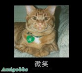 狗+貓30種表情