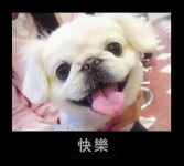 狗+貓30種表情