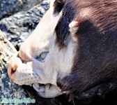 加國現異獸屍　頭像野豬　身似水獺