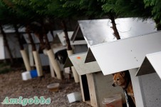 居住了1600隻狗居民的巴西“狗貧民窟”