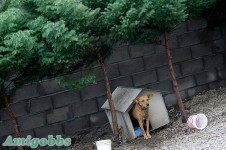 居住了1600隻狗居民的巴西“狗貧民窟”