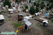 居住了1600隻狗居民的巴西“狗貧民窟”
