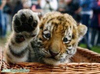 give me five