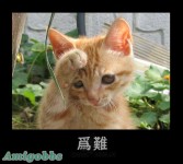 动物笑容