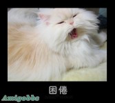 动物笑容