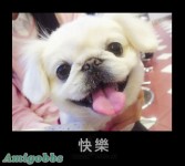 动物笑容