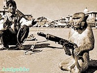 塔利班訓練「殺手猴」襲美軍