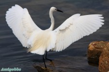 試貼 Sigma 150-500mm