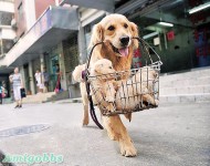 金毛犬叼籃街頭賣親兒