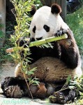 國寶借日本　熊貓「興興」麻醉取精猝死