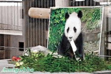 國寶借日本　熊貓「興興」麻醉取精猝死