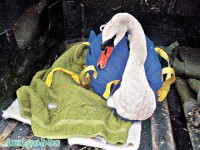 「天鵝殺手」爭地盤殺 15同伴