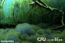 英國2010年環境攝影比賽獲獎作品