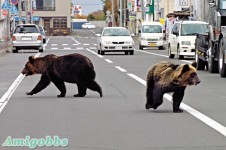 日本北海道鬧市熊出沒