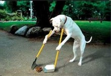 動物也瘋狂