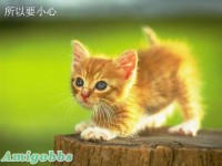 来几张特别的
