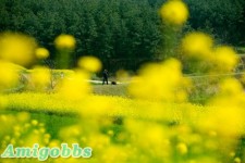风景这边独好。