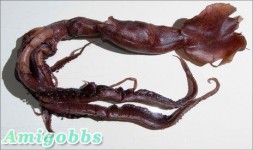印度洋发现鱿鱼新物种：长70厘米有发光器官
