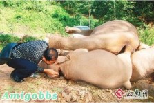 感動！野象媽媽冒死營救遭電擊象寶寶 相擁而亡
