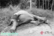 感動！野象媽媽冒死營救遭電擊象寶寶 相擁而亡
