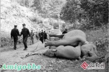 感動！野象媽媽冒死營救遭電擊象寶寶 相擁而亡