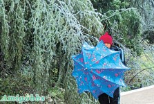 粵北變白色世界　樹枝結冰