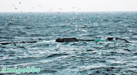 爭議海域捕魚起衝突 韓艦撞沉中國漁船 2死