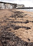 英國 40000隻蟹離奇死亡