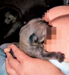 90後少女母乳餵小狗