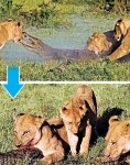 3母獅護幼獅咬死鱷魚
